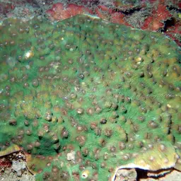 Chinese Cabbage Coral, photo 3