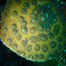 Chinese Cabbage Coral, photo 4