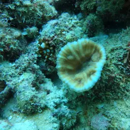 Chinese Cabbage Coral, photo 5