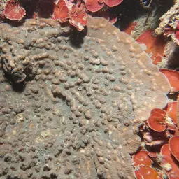 Chinese Cabbage Coral, photo 6