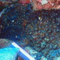 Chinese Cabbage Coral, photo 7
