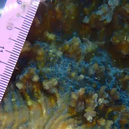 Chinese Cabbage Coral, photo 8