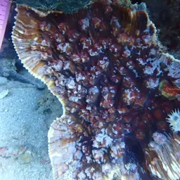 Chinese Cabbage Coral, photo 9