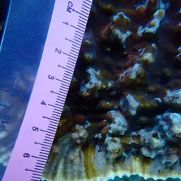 Chinese Cabbage Coral, photo 10