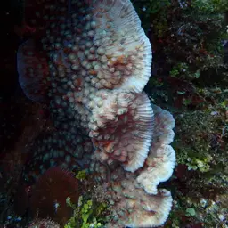 Chinese Cabbage Coral, photo 11