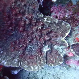 Chinese Cabbage Coral, photo 12