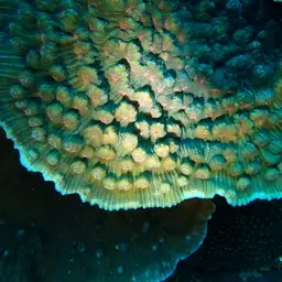 Chinese Cabbage Coral, photo 1
