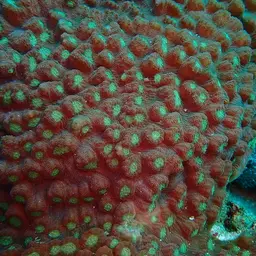 Chinese Lettuce Coral, photo 2