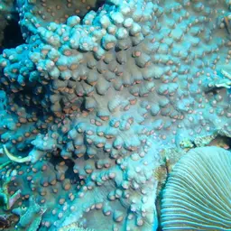 Chinese Lettuce Coral, photo 3