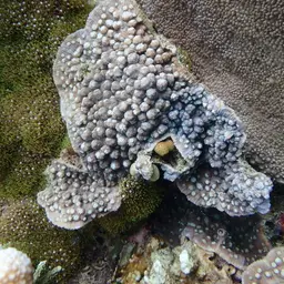 Chinese Lettuce Coral, photo 4