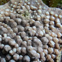 Chinese Lettuce Coral, photo 5