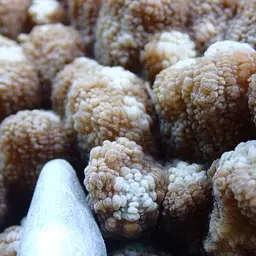 Chinese Lettuce Coral, photo 6