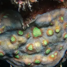 Chinese Lettuce Coral, photo 1