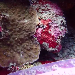 Chinese Lettuce Coral, photo 7