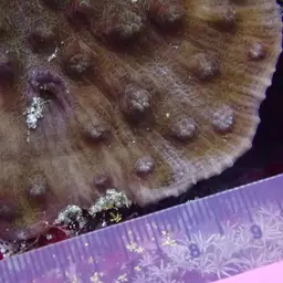 Chinese Lettuce Coral, photo 8