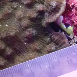 Chinese Lettuce Coral, photo 9
