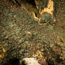 Chinese Lettuce Coral, photo 10