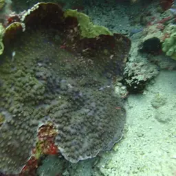 Chinese Lettuce Coral, photo 11
