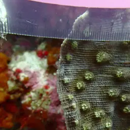 Chinese Lettuce Coral, photo 12