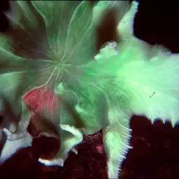 Chinese Lettuce Coral, photo 1