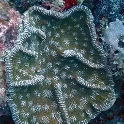 Knobby Cactus Coral, photo 2
