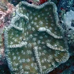 Knobby Cactus Coral, photo 3