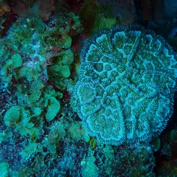 Knobby Cactus Coral, photo 1