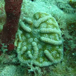 Knobby Cactus Coral, photo 4