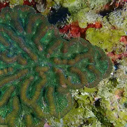 Knobby Cactus Coral, photo 5