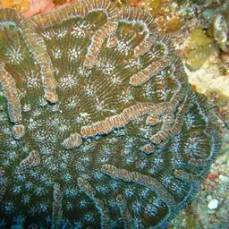 Knobby Cactus Coral, photo 6