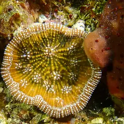 Knobby Cactus Coral, photo 7