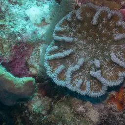 Knobby Cactus Coral, photo 8