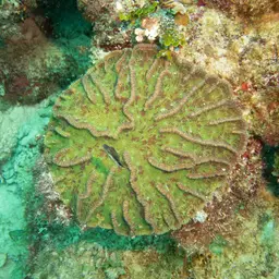 Knobby Cactus Coral, photo 9