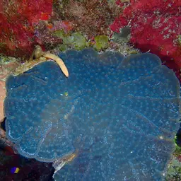Knobby Cactus Coral, photo 10