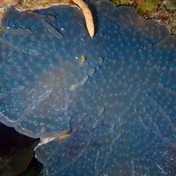 Knobby Cactus Coral, photo 11