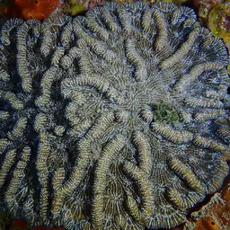 Knobby Cactus Coral, photo 12