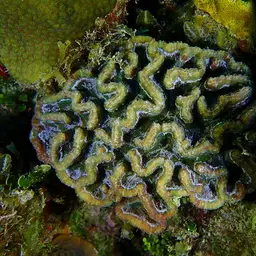 Lowridge Cactus Coral, photo 2