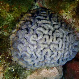 Lowridge Cactus Coral, photo 3