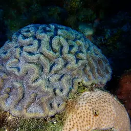 Lowridge Cactus Coral, photo 4
