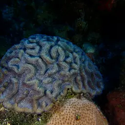 Lowridge Cactus Coral, photo 5
