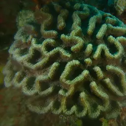 Lowridge Cactus Coral, photo 6