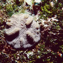 Lowridge Cactus Coral, photo 7