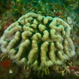 Lowridge Cactus Coral, photo 8