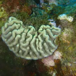 Lowridge Cactus Coral, photo 9