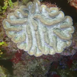 Lowridge Cactus Coral, photo 10