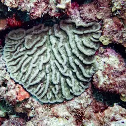 Lowridge Cactus Coral, photo 11