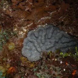 Lowridge Cactus Coral, photo 12