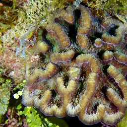 Lowridge Cactus Coral, photo 1