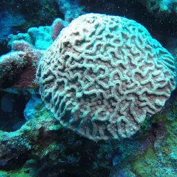 Cactus Coral, photo 2