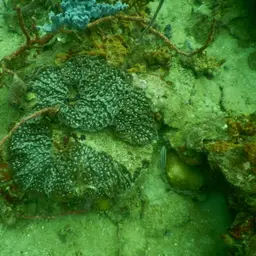 Cactus Coral, photo 3